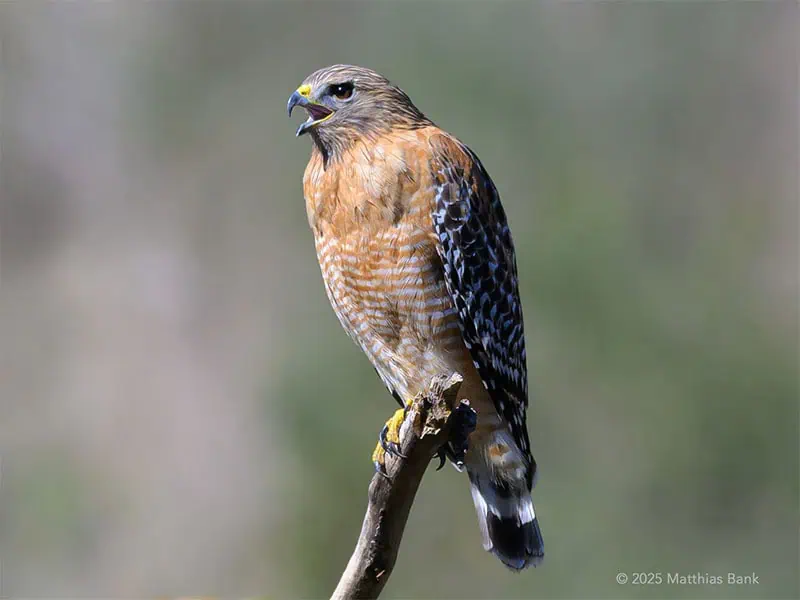 Red tailed Hawk