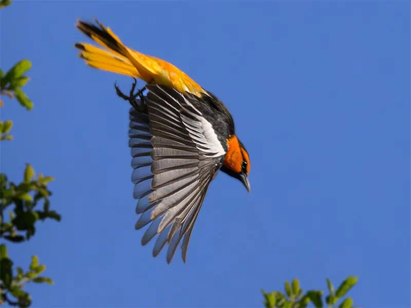 Bullock's Oriole, adult male