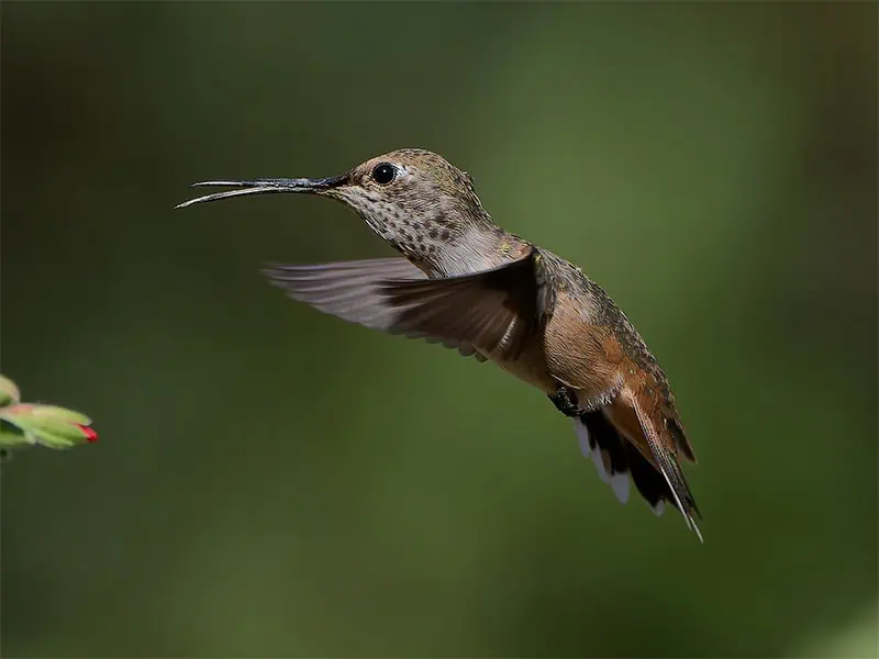 Anna's Humingbird