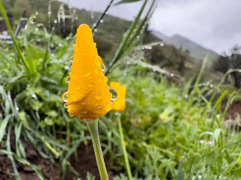 California Poppies