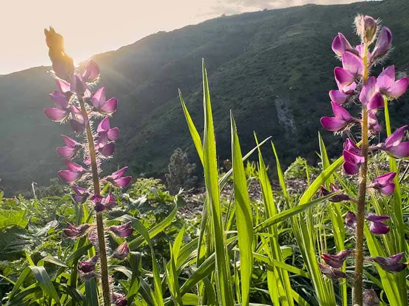 California Native Plants: Lupines