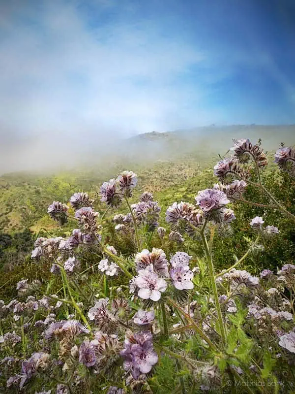 Phacelia cicutaria, with the common names caterpillar phacelia
