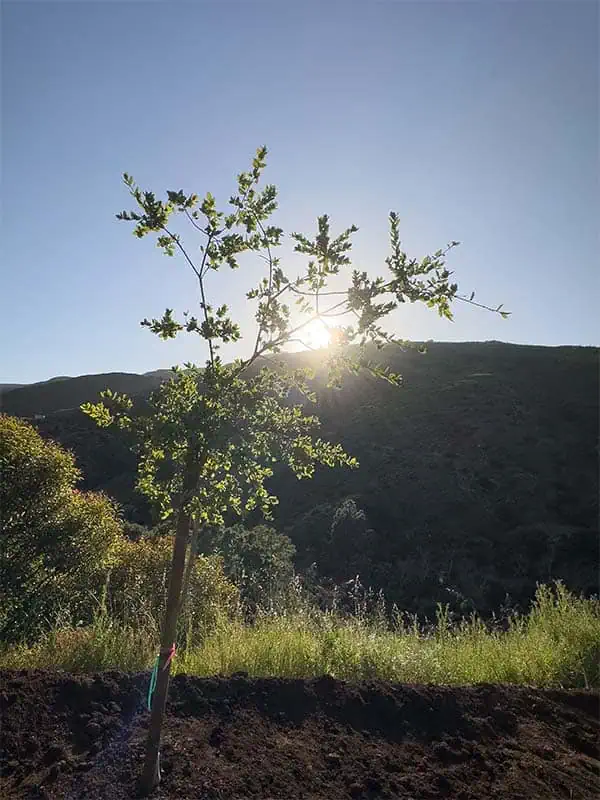 Coastal live oaks in the ground