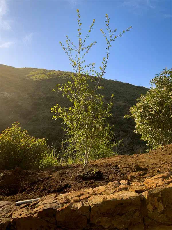Coastal live oaks in the ground
