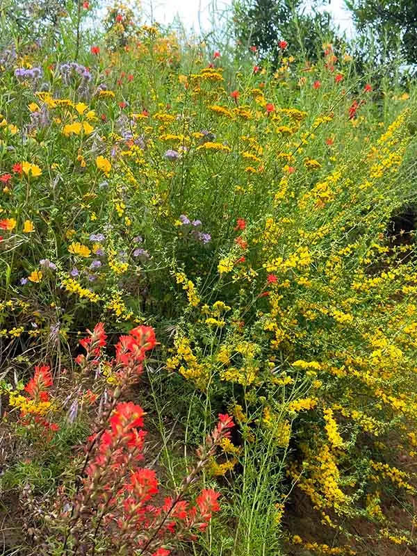 Wildflowers in bloom
