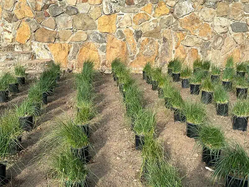 carex pansa, low water, low maintenance native grass lawn