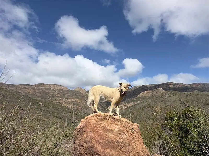 Ona is climbing to the top