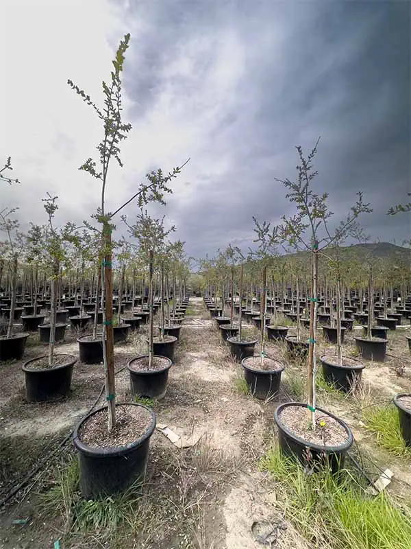 Coastal Live Oaks from San Antonio nurseries
