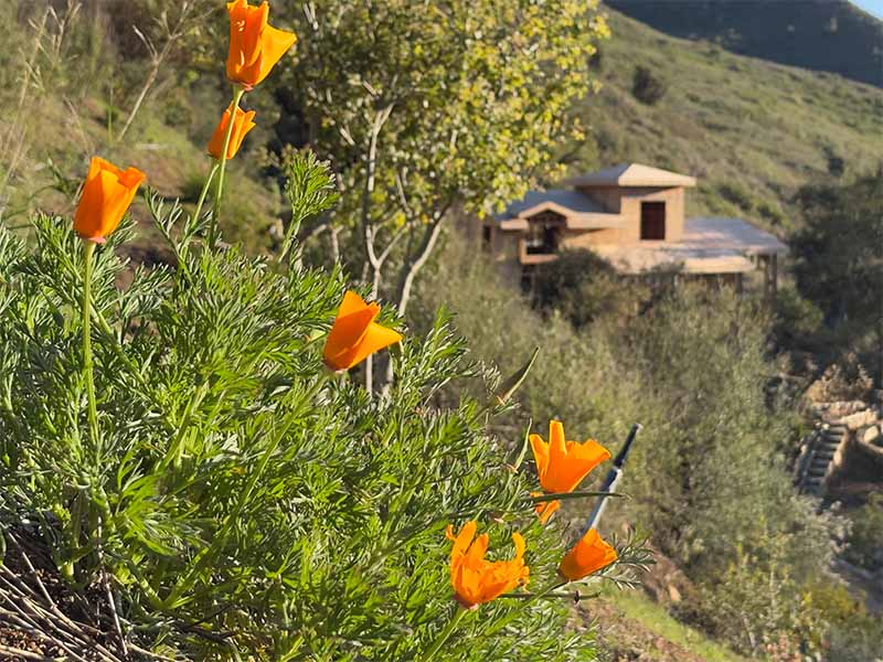 Springtime with California poppies
