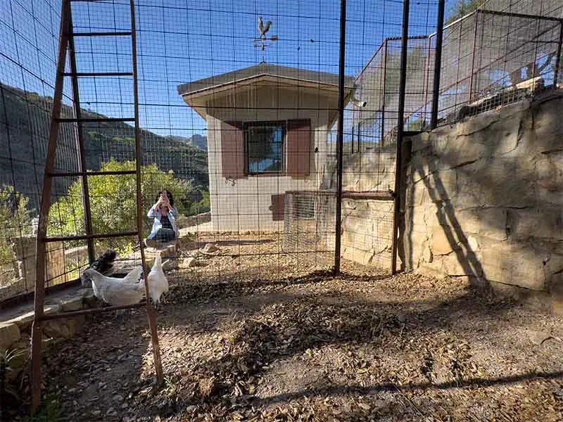 we got chickens