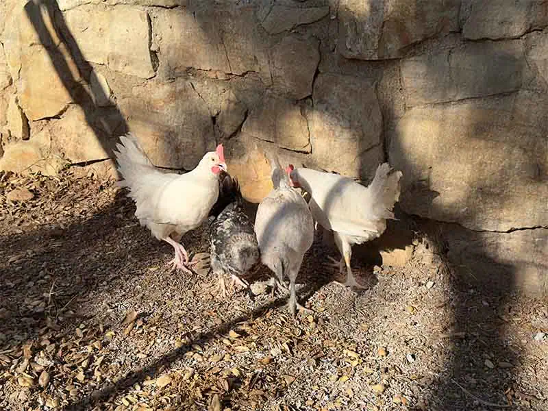 we got chickens