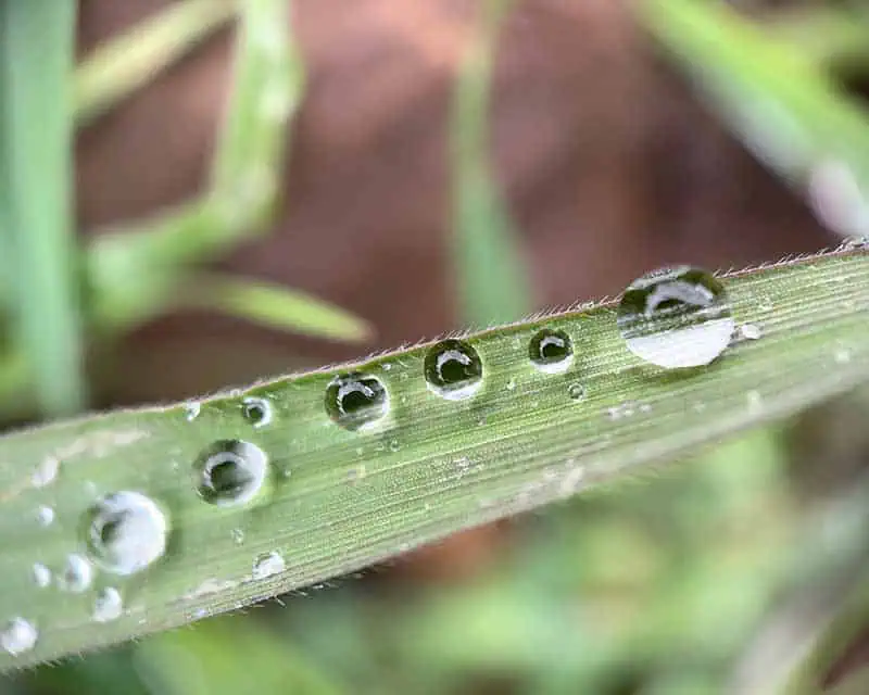 Raindrops in perfect harmony.