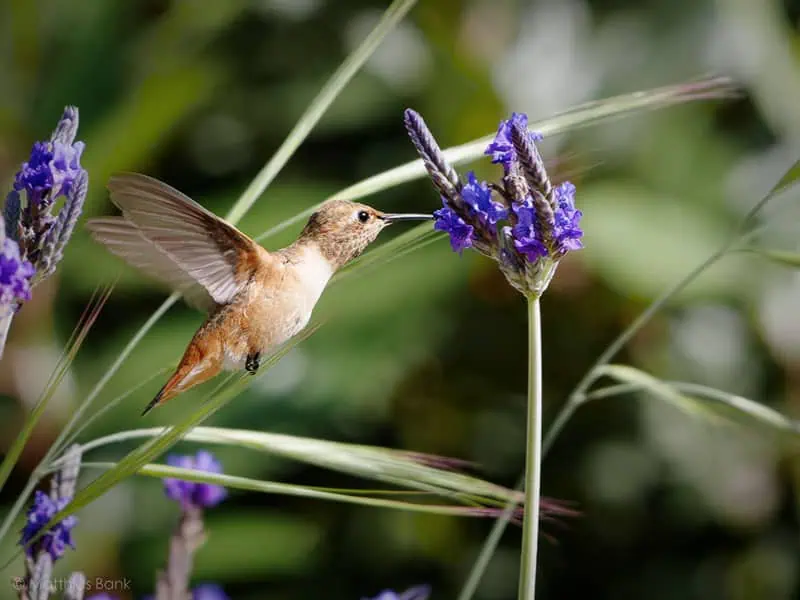Hummingbird