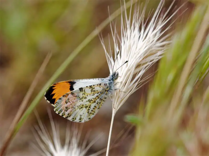 Butterfly, Anthocharis sara, Sara Orangetip