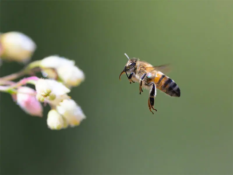 Plenty of flowers to gather nectar.