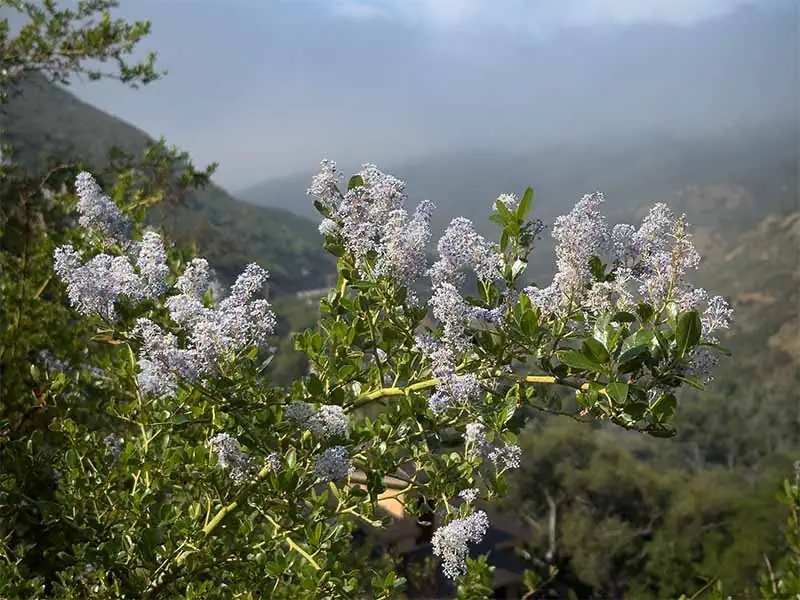 Springtime, Greenbark Ceanothus