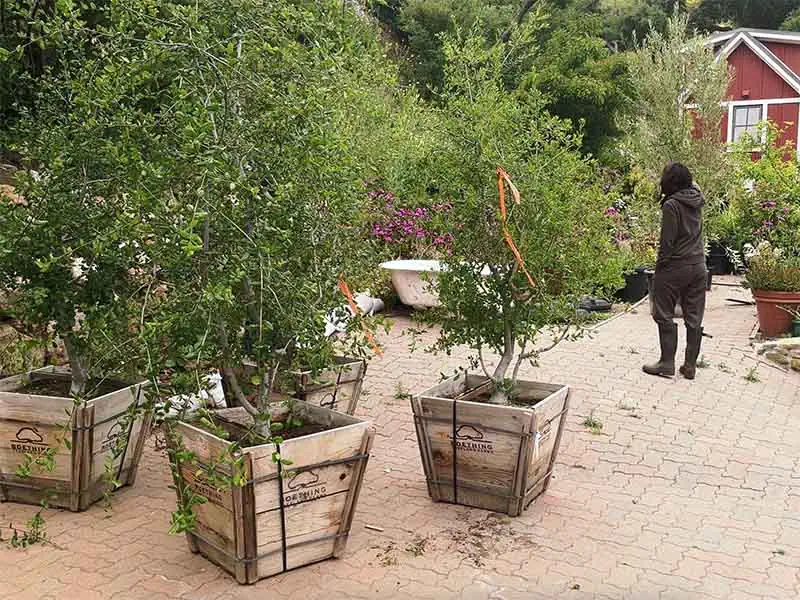 Coastal Live Oaks from Boething 