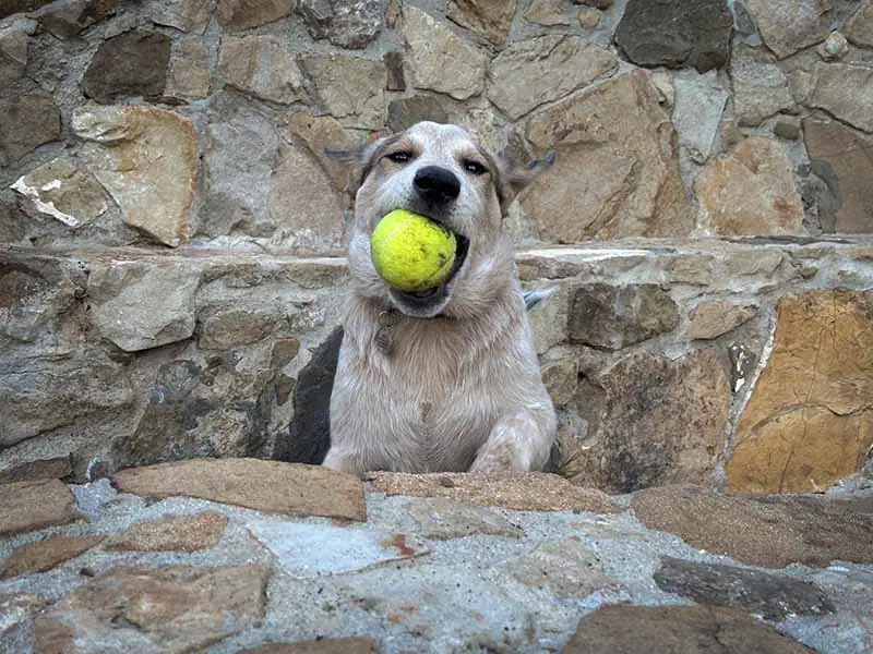 Ona loves tennis balls