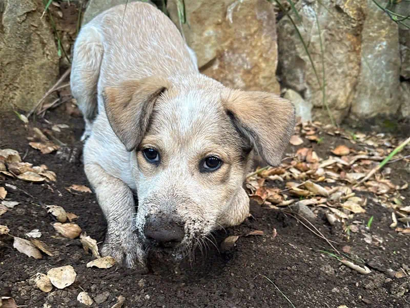 Ona  loves mud