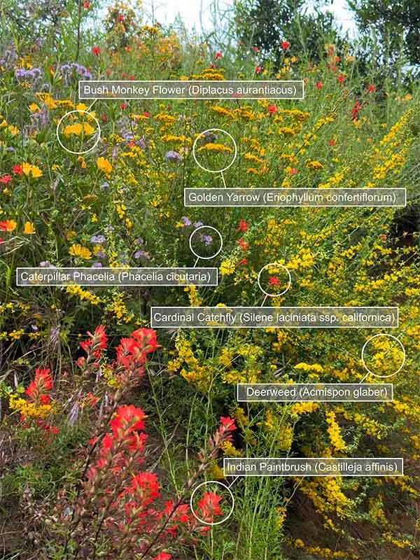 Wildflowers in bloom