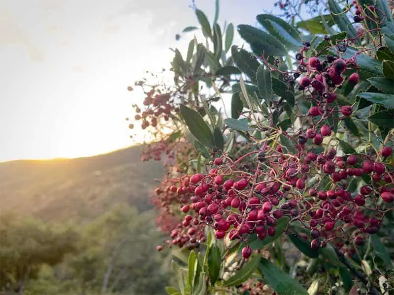 Toyon