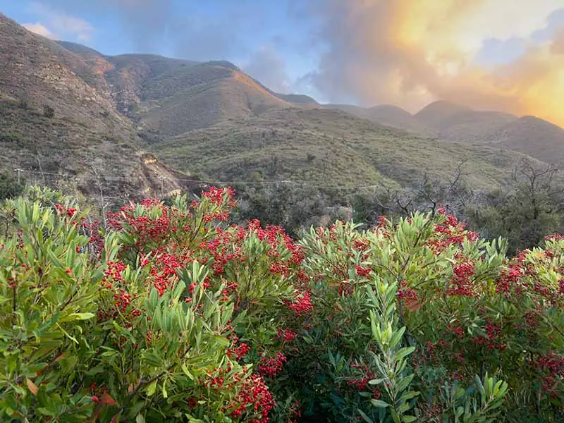 Toyon