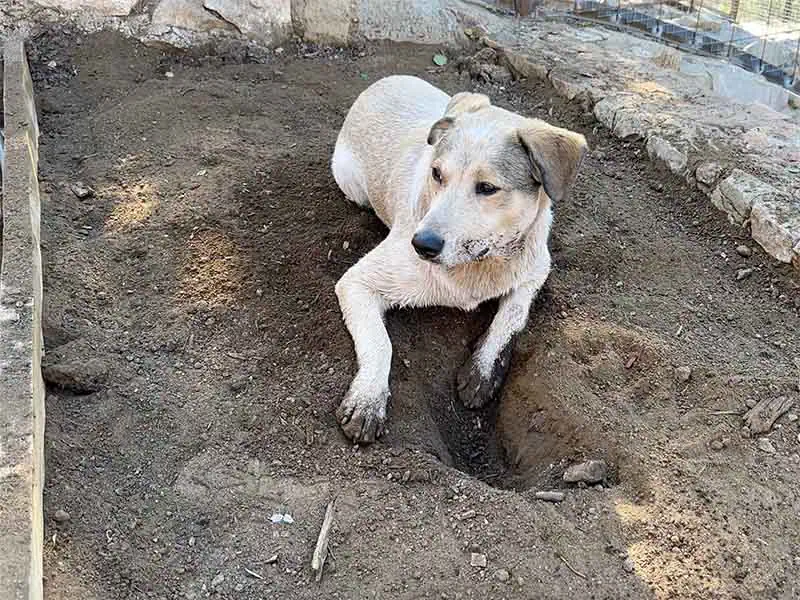 Ona is working hard in the vegetable garden.