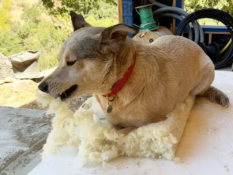 Ona Likes Sheep wool