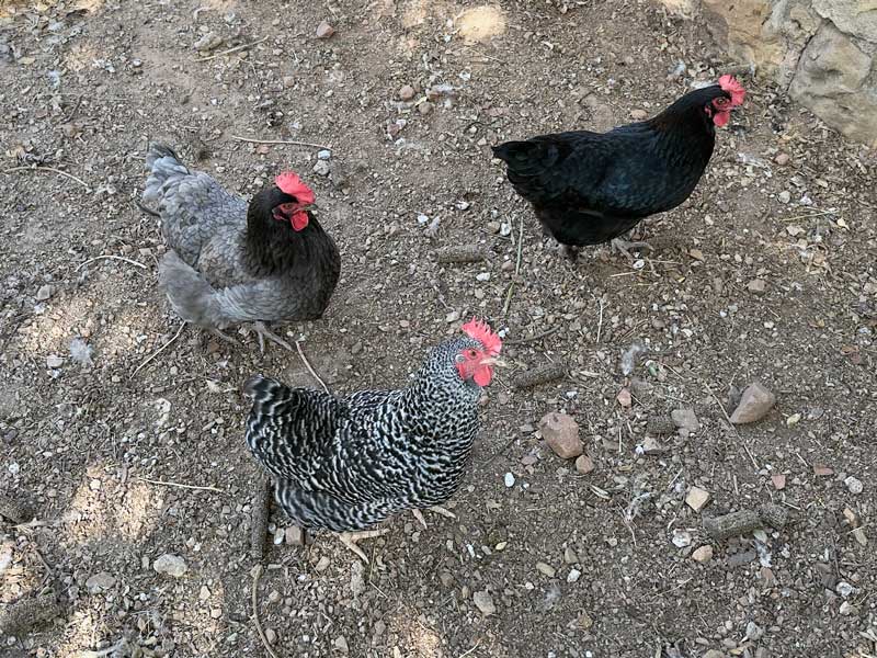 Our new flock of Chickens