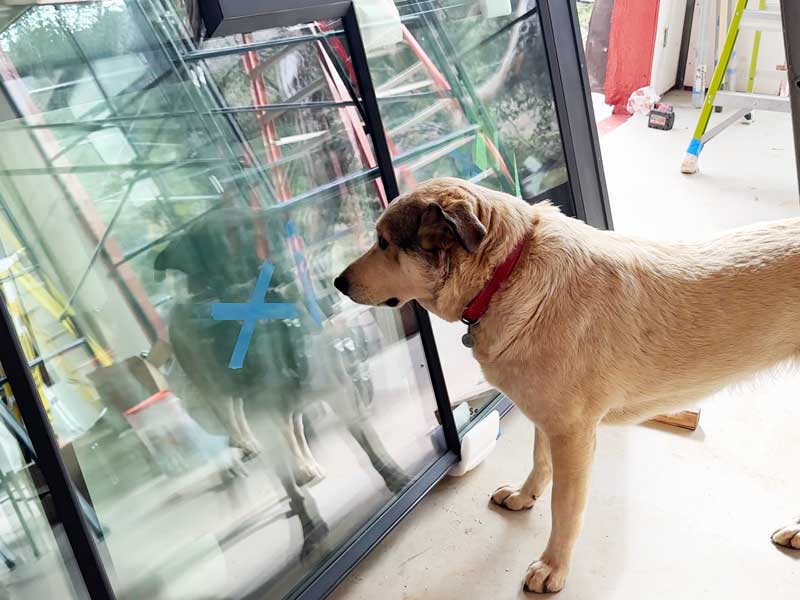 Ona has made a new discovery.She’s absolutely fascinated by his own reflection in the glass.