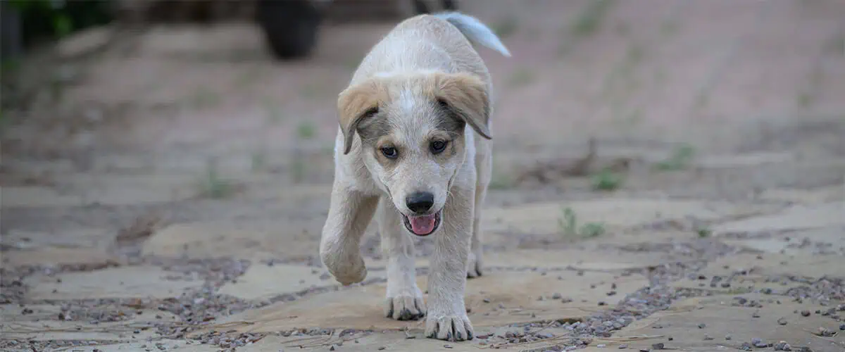 Puppy walking across the stone patio