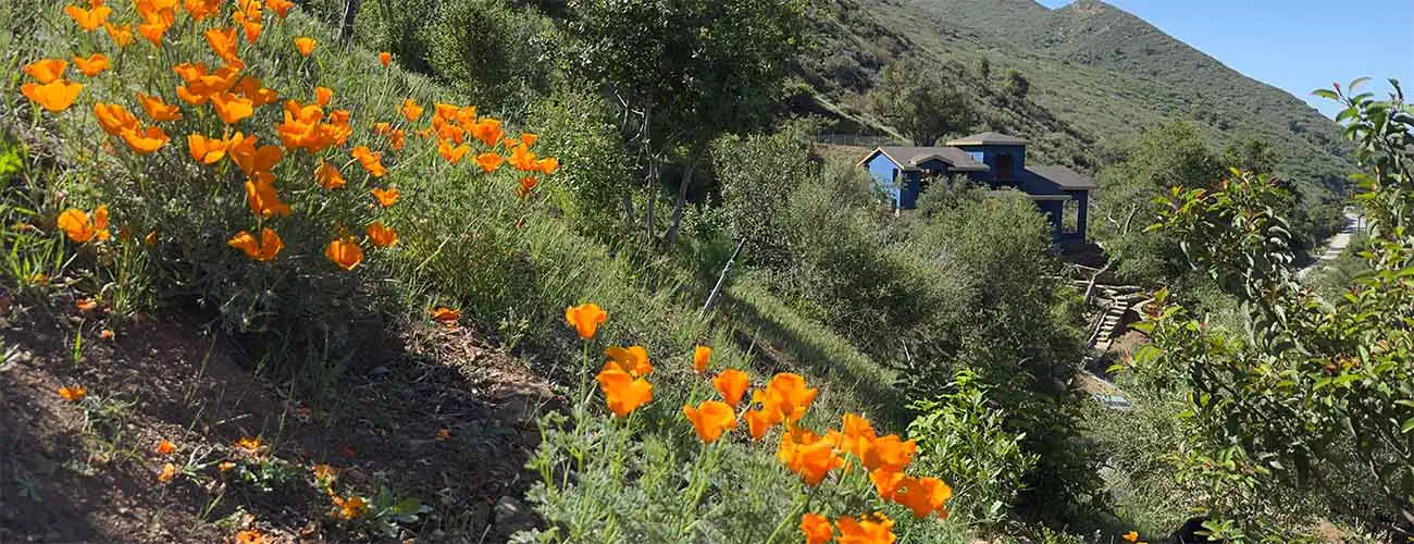 California poppies blooming on the burned hillside