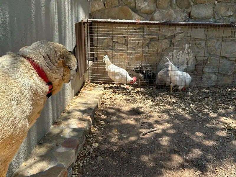 Ona meeting the chickens
