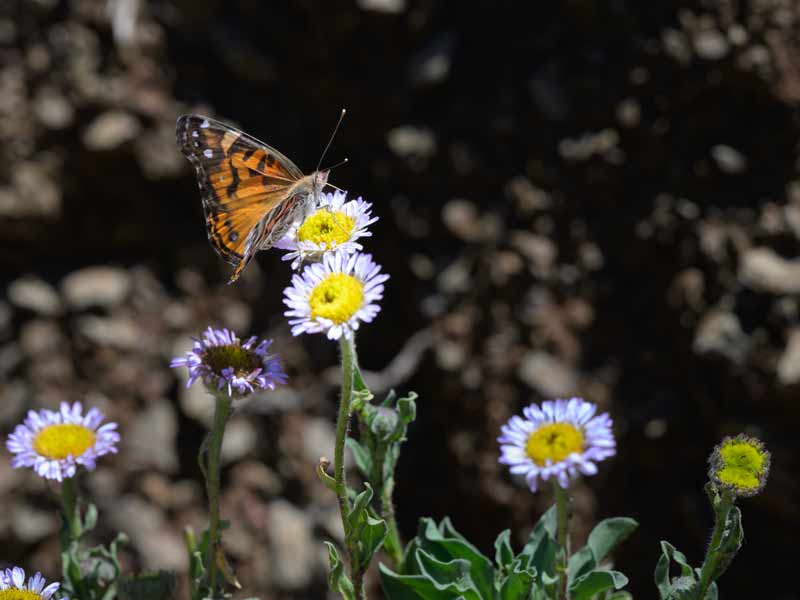 Pollinator visit: a butterfly feeding on our native blooms.
