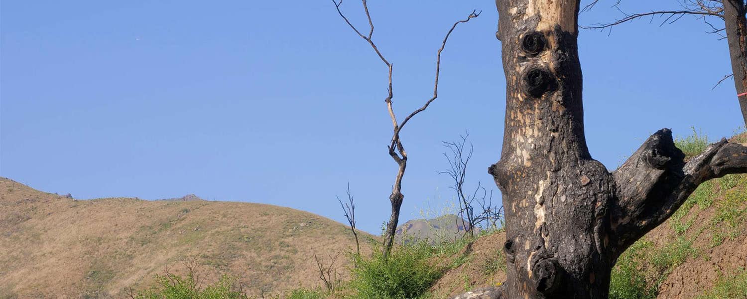 Burned tree trunk against a blue sky above a bare hillside