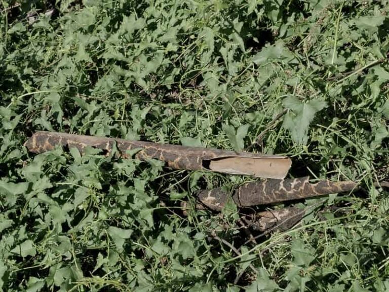 Rusty pipe pieces lying in green ivy
