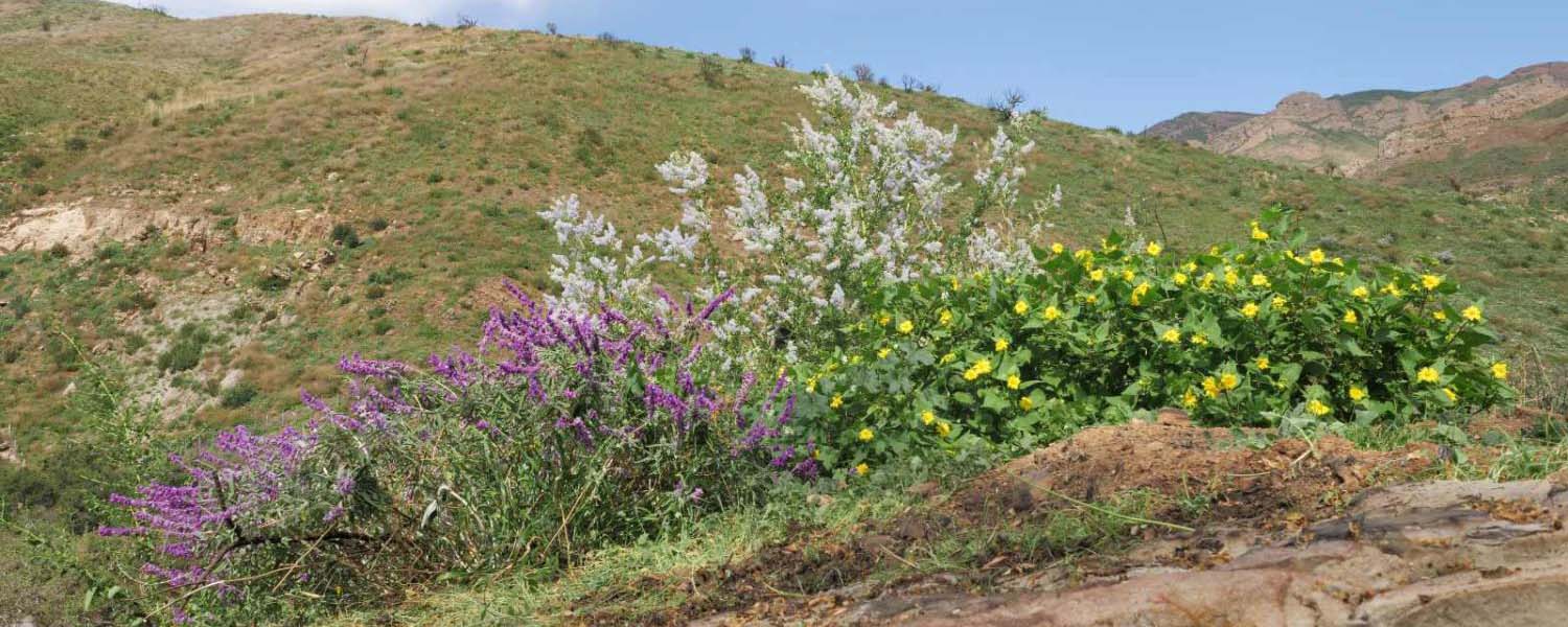 Wildflowers in purple and yellow on a green hillside