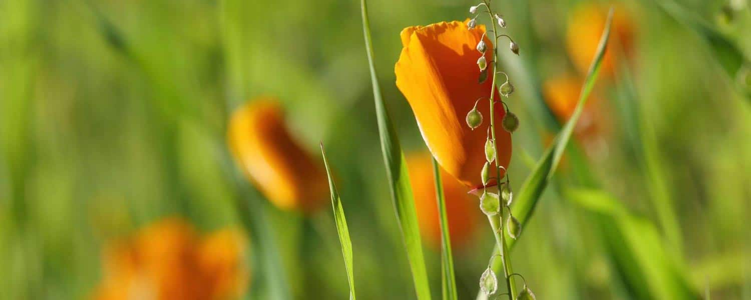 Close-up of a California poppy in green grass