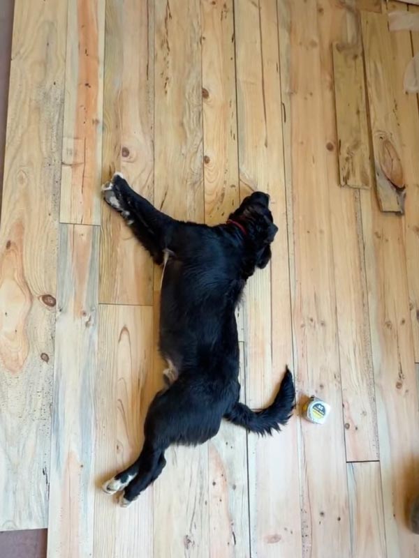 Our dog likes napping on the new floors