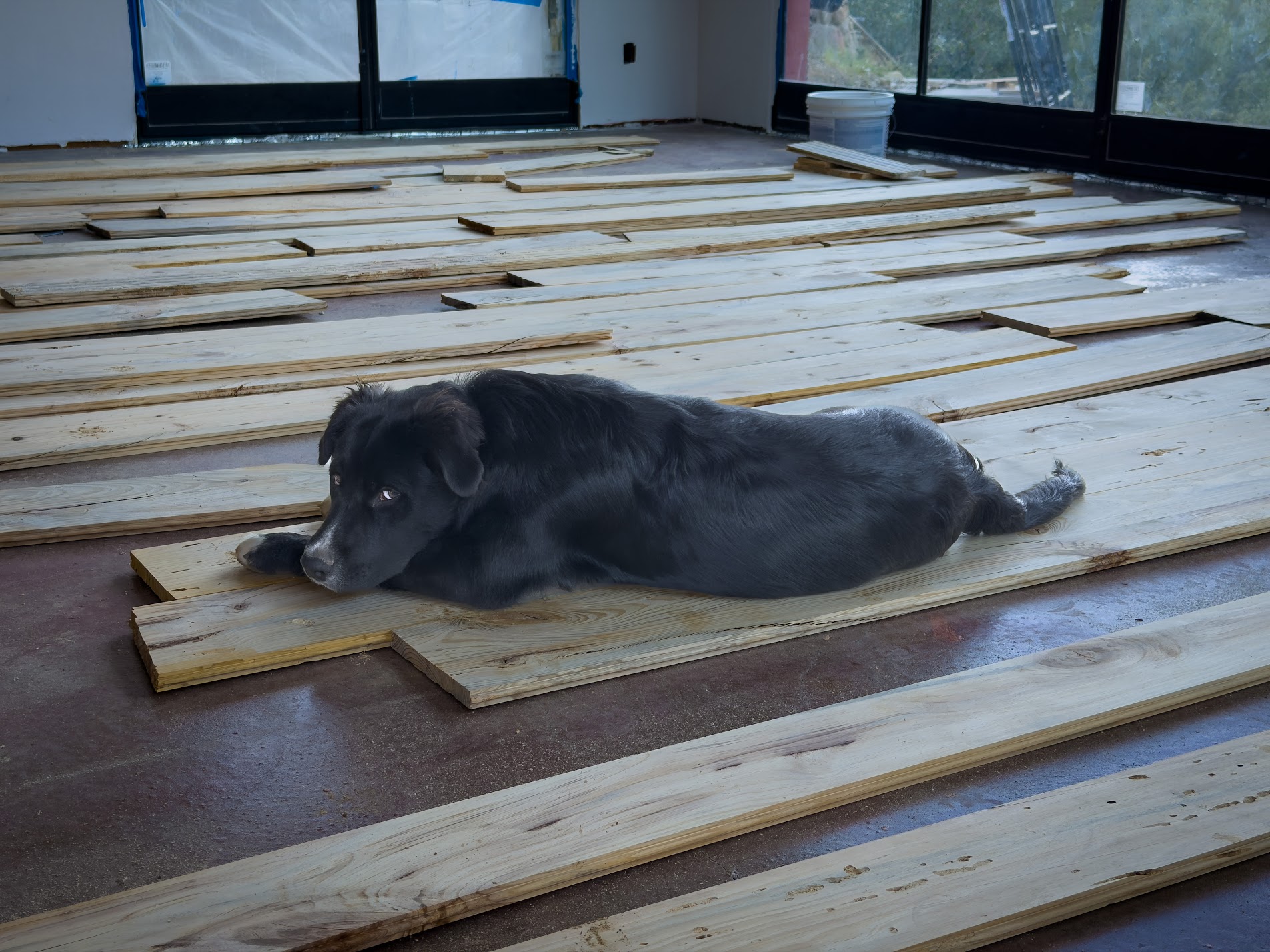 Black dog lying on a long board among rows of loose floor boards on a dark concrete floor.